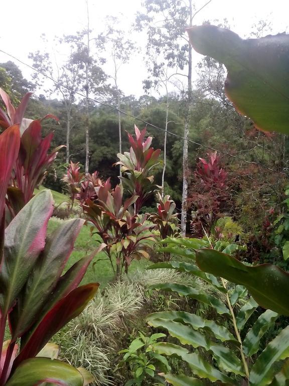 Green Mountain And Lodge Turrialba Room photo