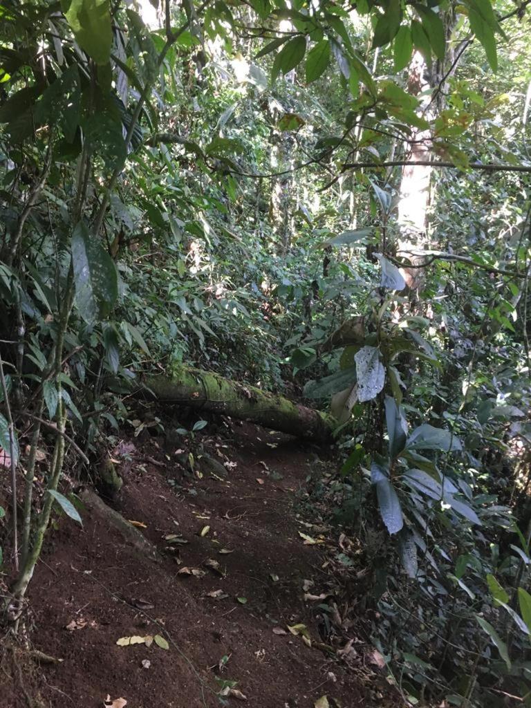 Green Mountain And Lodge Turrialba Exterior photo