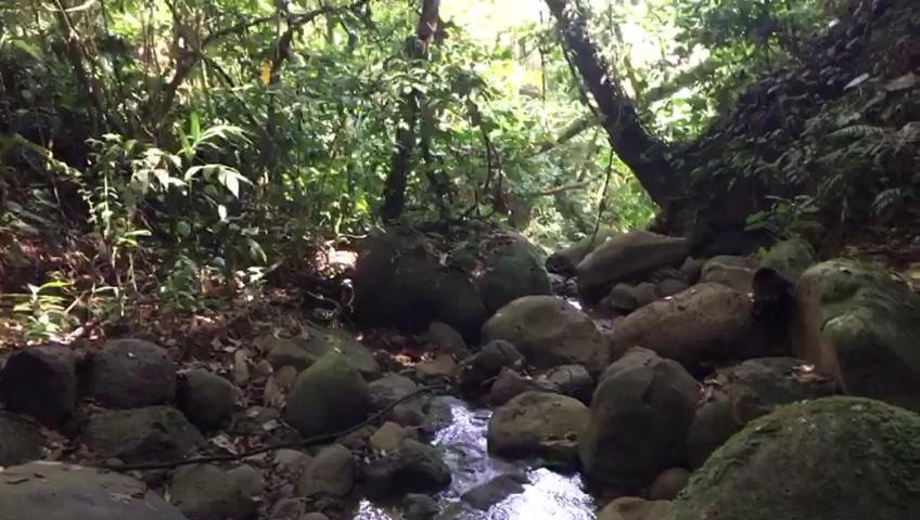Green Mountain And Lodge Turrialba Exterior photo